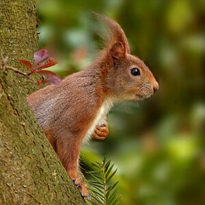 Squirrel sciurus vulgaris major tree