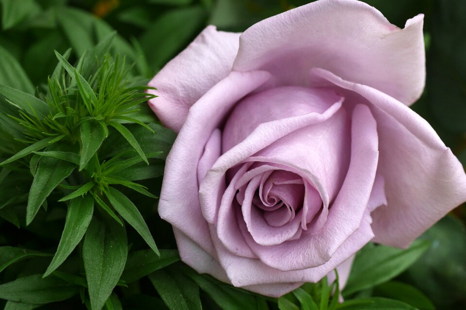 Purple flowers blossom