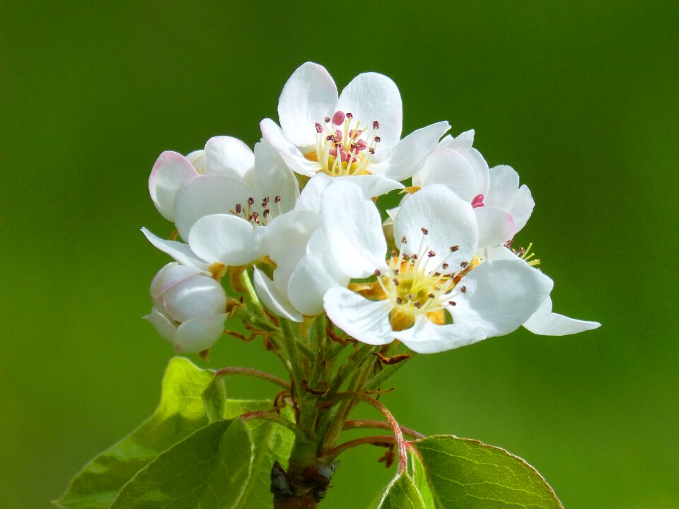 Nature flower plant