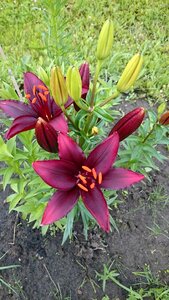 Flowers lily beautiful flowers
