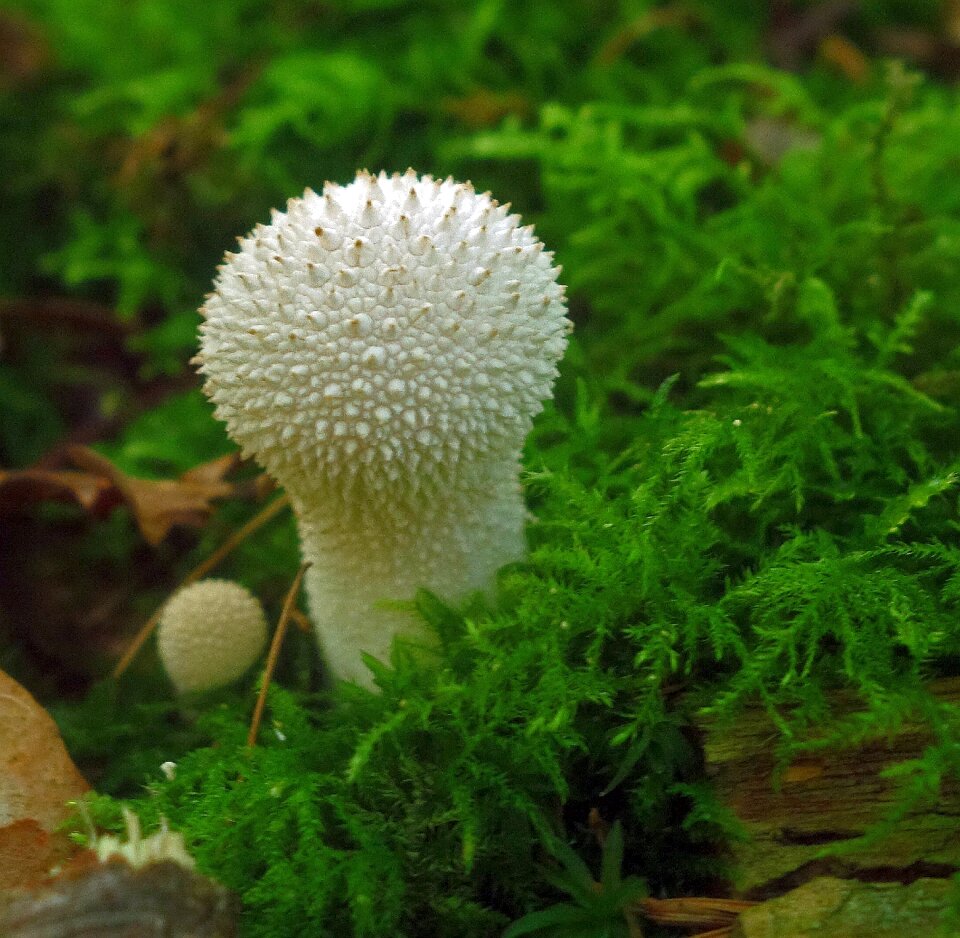 Moss green autumn