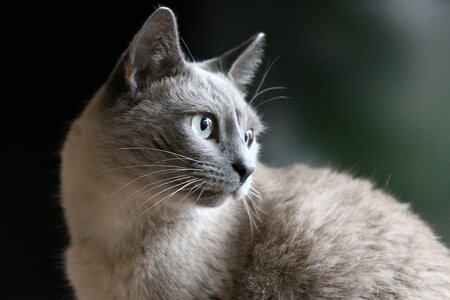 Pet cat face breed cat