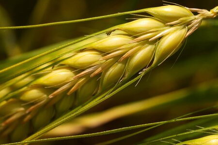 Nature wheat field photo