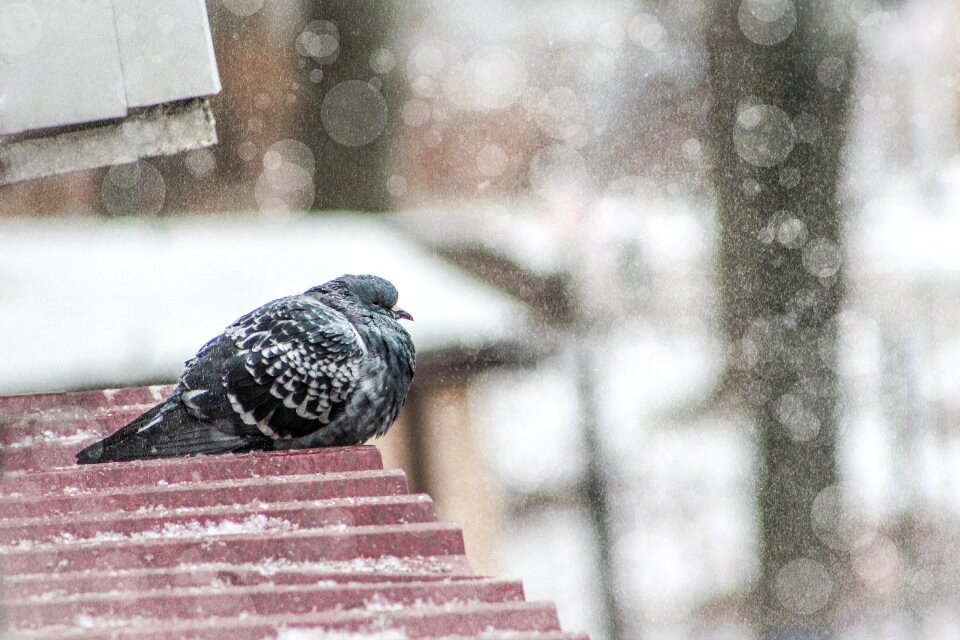 Outdoors snow living nature