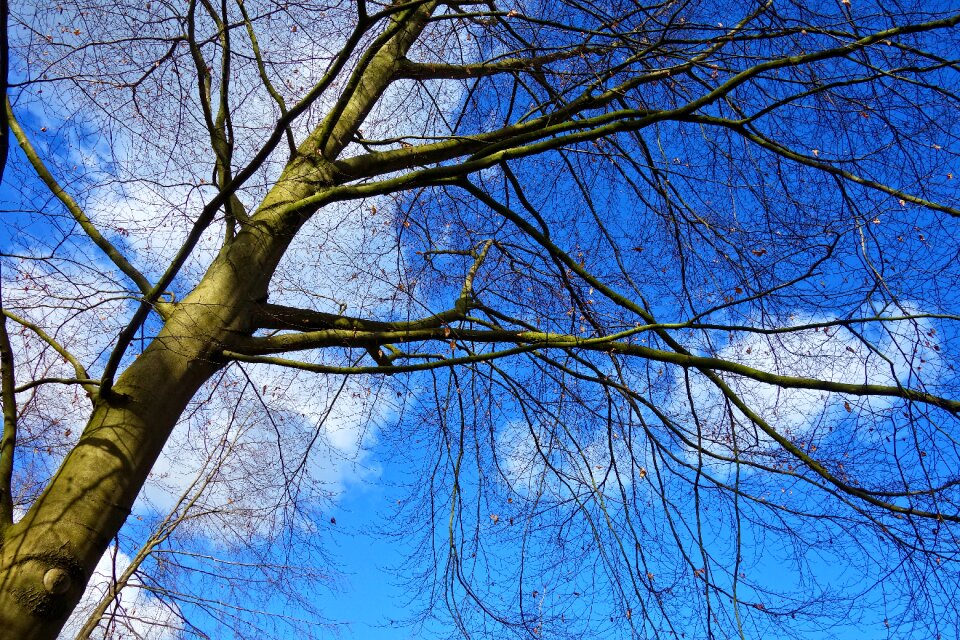 Bare tree winter tree tangle of branches photo