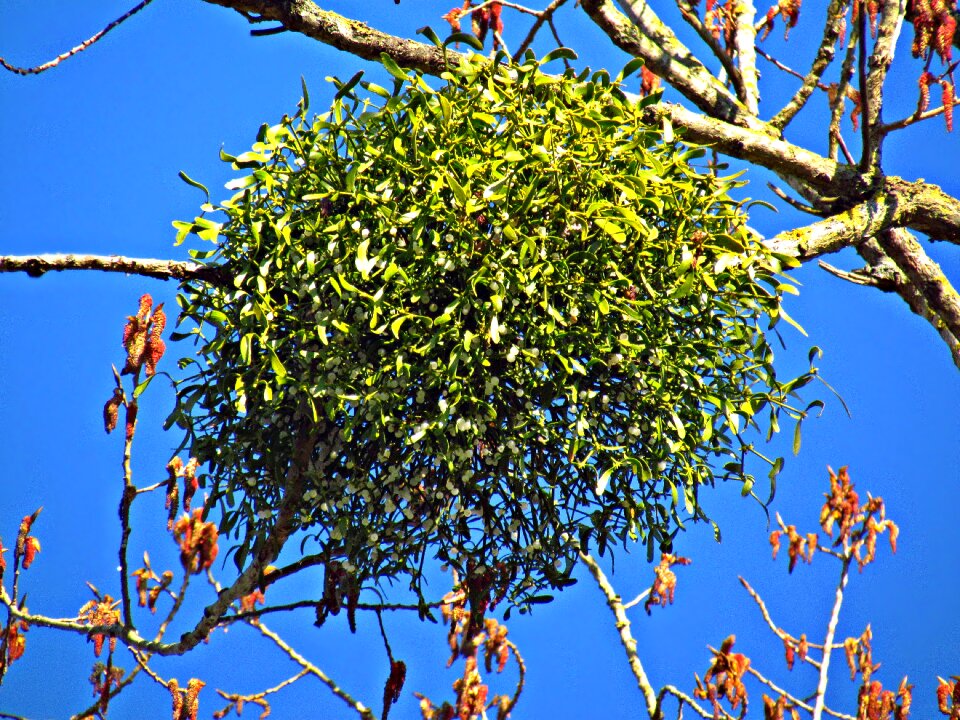 Tree the parasite nature