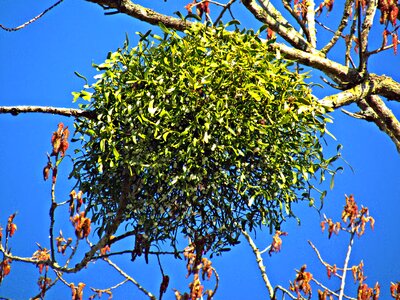 Tree the parasite nature