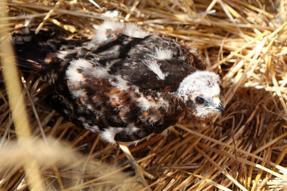 Raptor nest baby nozzle cornfield