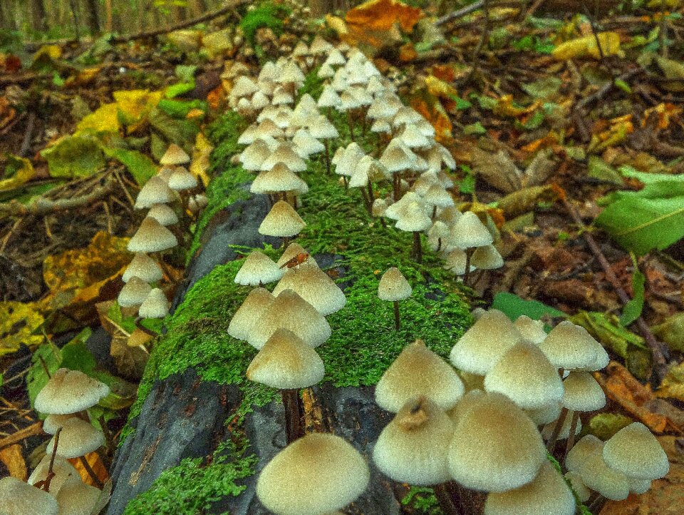 Nature forest moss
