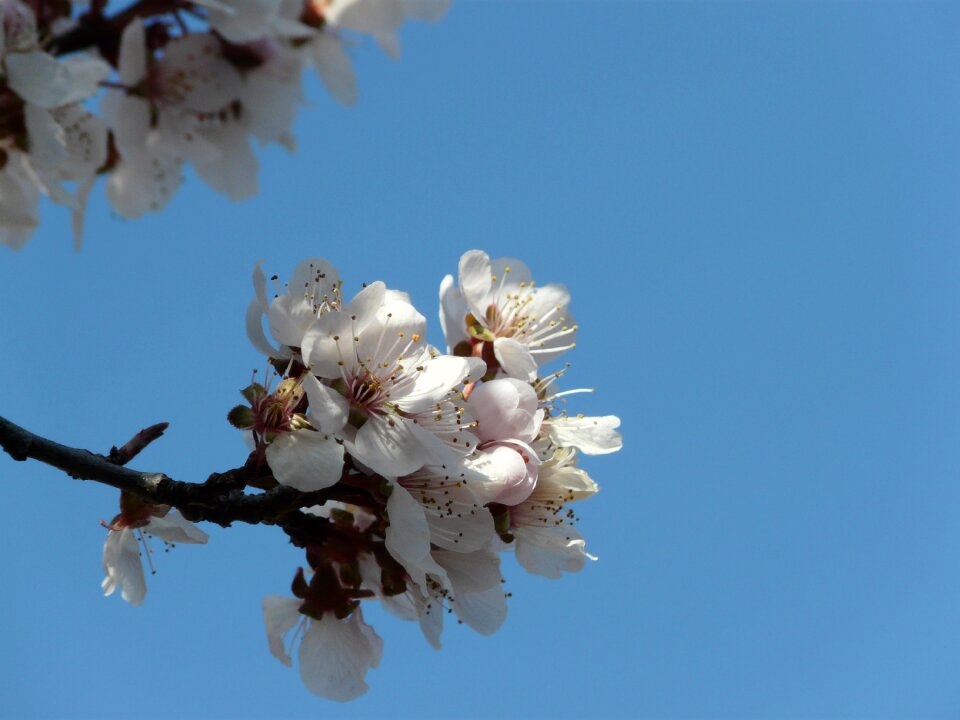 Nature pink branch