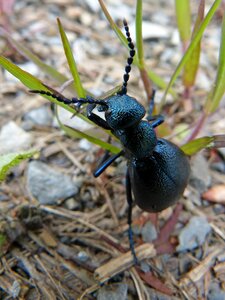 Outdoors wild life beetle