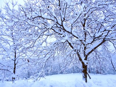 Snow brina cold