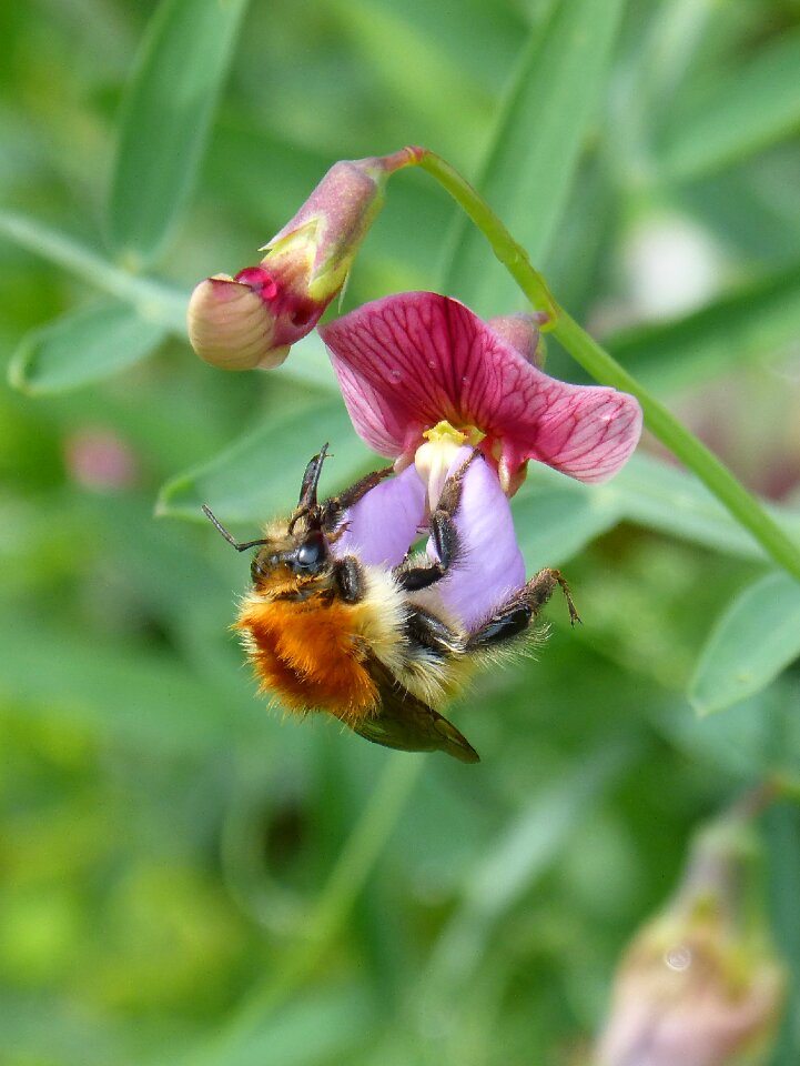 Flower smell pea nature
