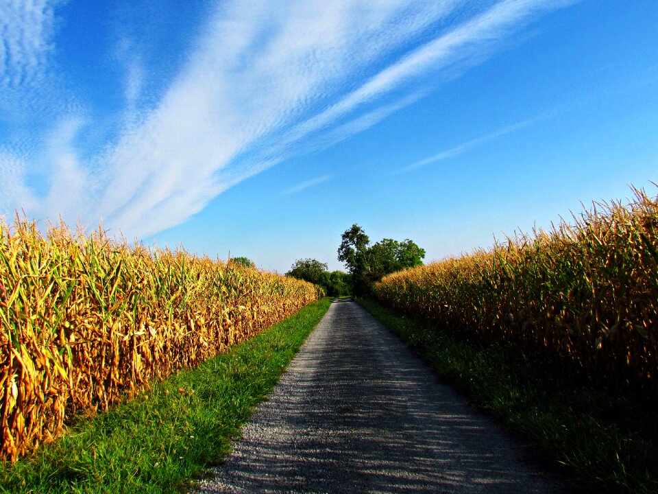 A field of corn nature plant