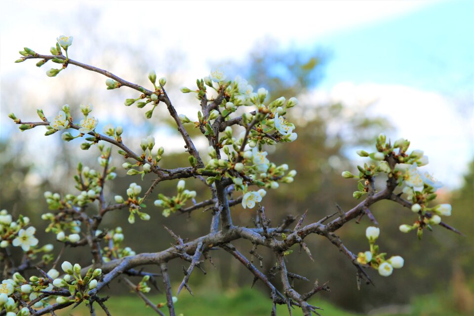 Tree nature flower