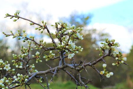 Tree nature flower