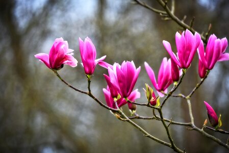 Tree magnolioideae bloom
