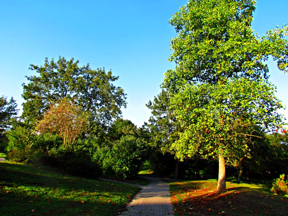 Foliage spacer nature