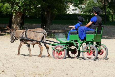 Farm livestock coach