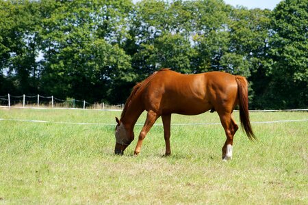 Equine grass animal photo