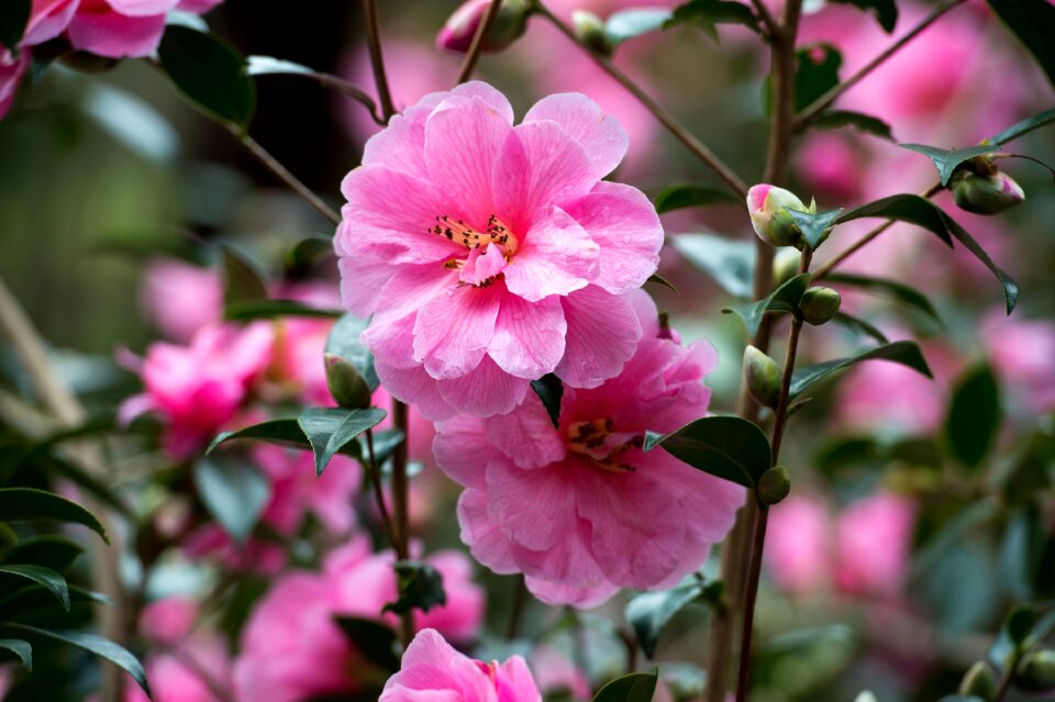 Floral green nature