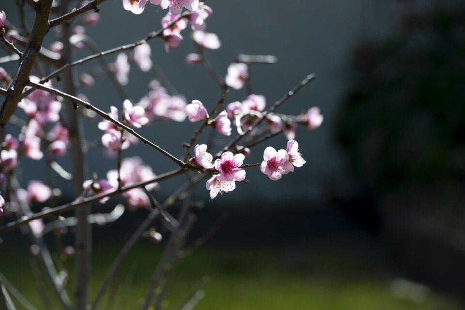 Spring blossom tree