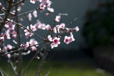 Spring blossom tree photo