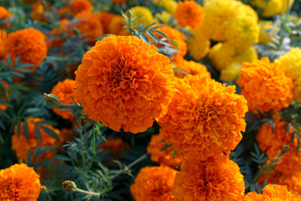 Marigold blossom bloom