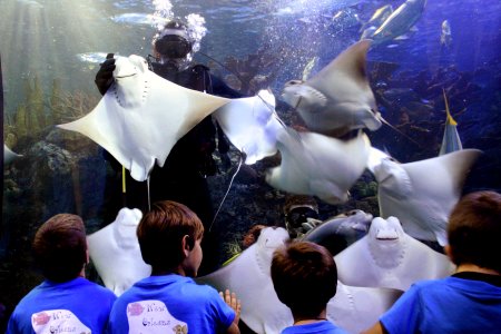 US Navy 091103-N-6736S-069 Chief Explosive Ordnance Disposal Technicians Colby Ferguson and Mike Manthey play with stingrays the New Orleans Aquarium during a New Orleans Navy Week event
