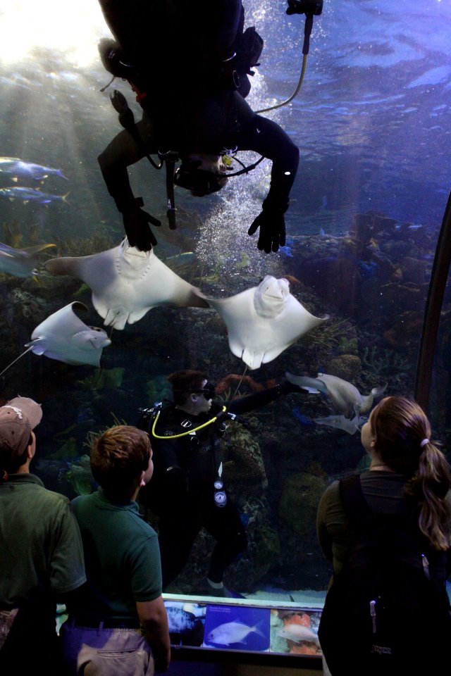 US Navy 091103-N-6736S-081 hief Explosive Ordnance Disposal Technicians Colby Ferguson and Mike Manthey play with stingrays at the New Orleans Aquarium