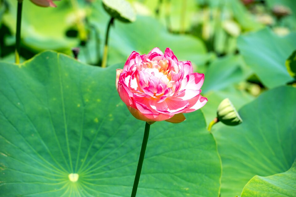 Nature pond flower