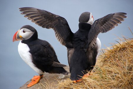 Iceland puffin cliff photo