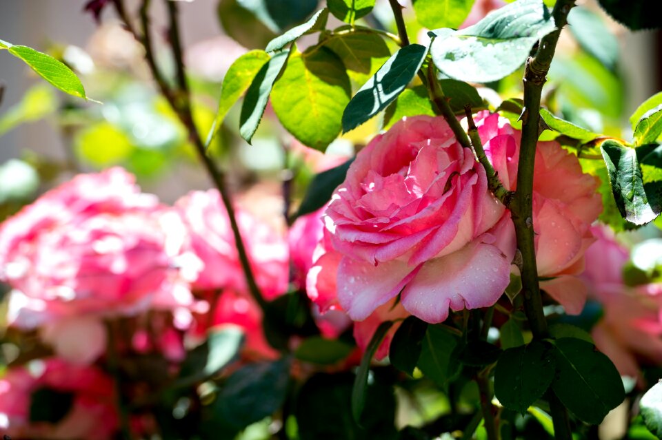 Nature petal romantic