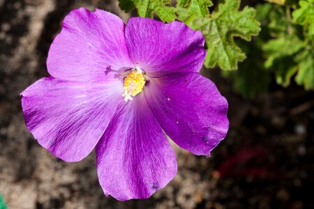 Native plant flower