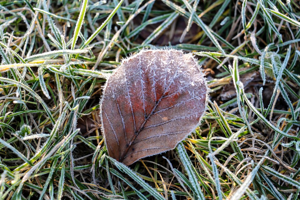 Ripe winter close up