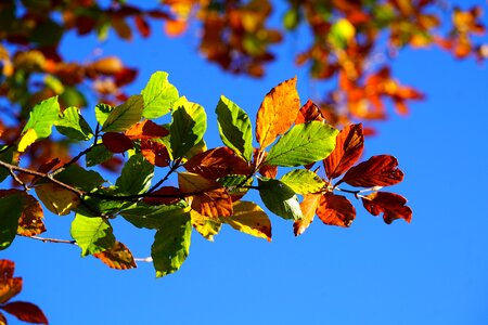 Fall leaves colorful leaves autumn colours