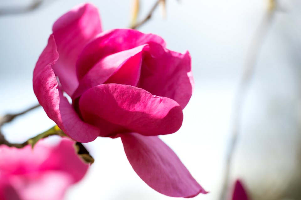 Spring flower blossom