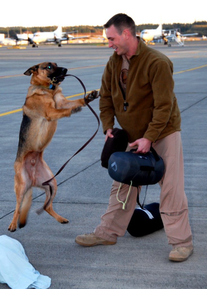 US Navy 091112-N-9860Y-007 Lt. Luke Brown is greeted by his German shepherd, Smokey, at the Naval Air Station Whidbey Island flight line