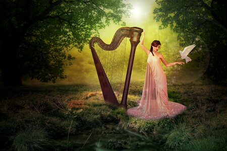 Forest fairy pigeon