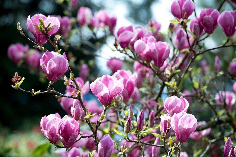 Lilac spring flower photo