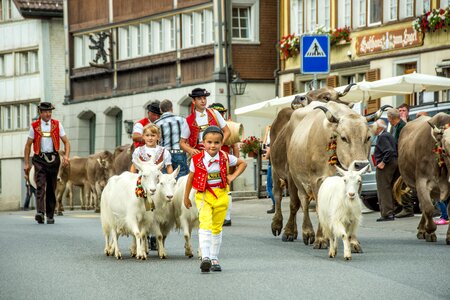 Switzerland cows sennen
