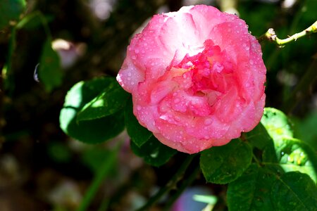 Dew drops water drops drops