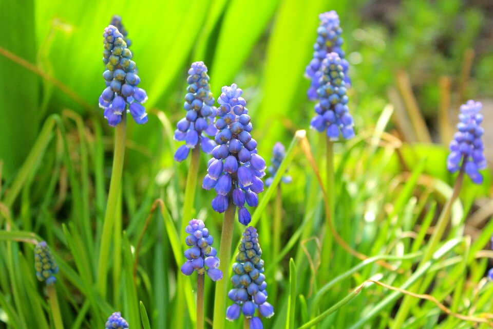 Plant flower season