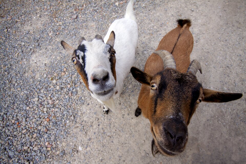 Animal mammals small goat