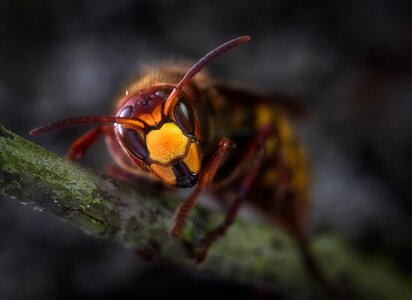 Insect close up nature photo