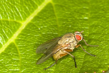 Fly close up macro photo