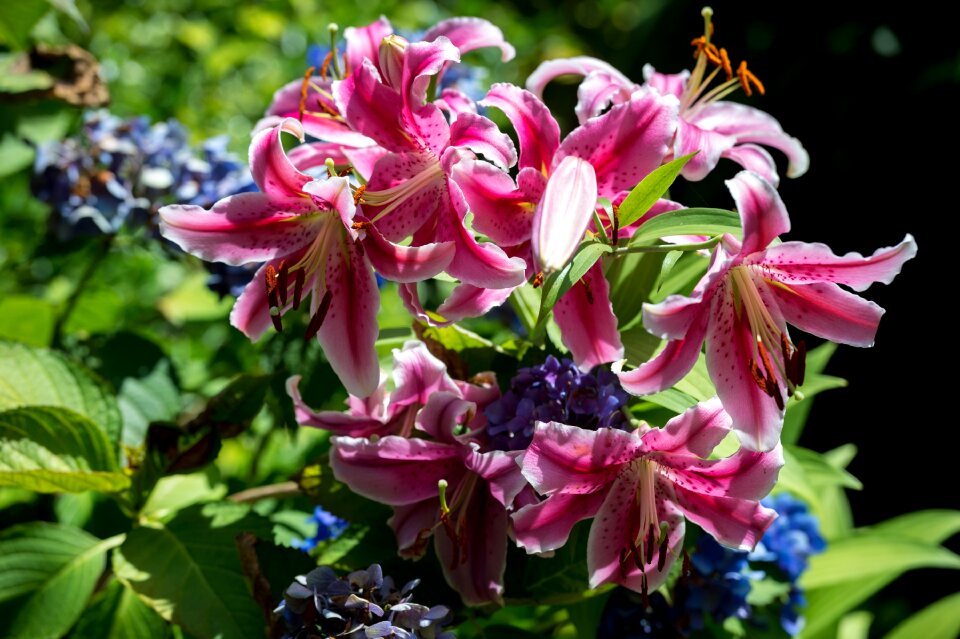 Pink lily plant