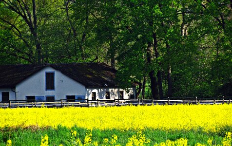 Lupine field architecture photo