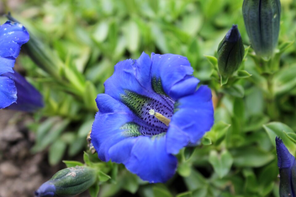 Leaf summer gentian