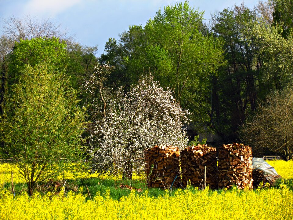 Nature landscape spring